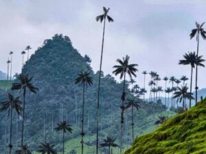 Valle del Cocora4